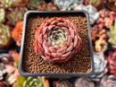 Echeveria 'Melanie' 1"-2" Succulent Plant