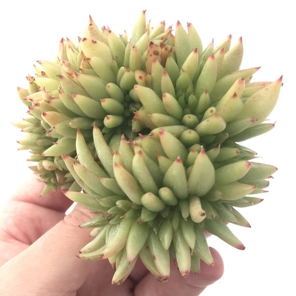 Echeveria Agavoides Crested 5" Succulent Plant
