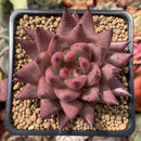 Echeveria Agavoides 'Sirus' 3" Succulent Plant