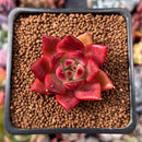 Echeveria Agavoides sp. 1" Succulent Plant