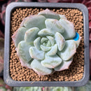Echeveria 'Heila' 1" New Hybrid Succulent Plant