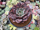 Echeveria 'Purple Champaign' 4" Succulent Plant
