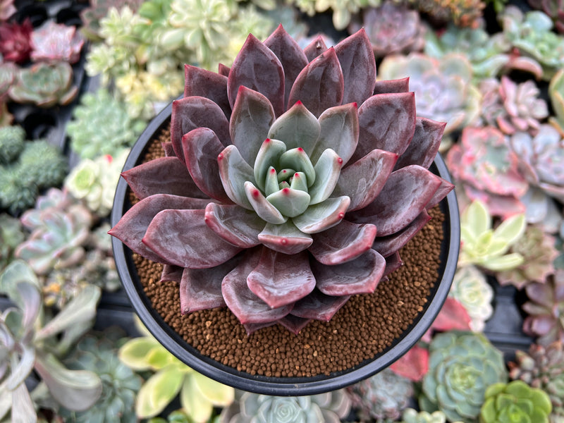 purple succulant Echeveria 'Purple Champaign' 4" Succulent Plant – True Succulents Plant Co