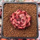 Echeveria Agavoides 'Taurus' 1" Succulent Plant