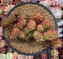 Sedeveria 'Letiza' Crested Cluster 4"-5" Succulent Plant