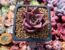 Echeveria Agavoides 'Red Ebony' 1"-2" Succulent Plant