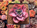 Echeveria 'Pink Harin' Variegated 2"-3" Succulent Plant