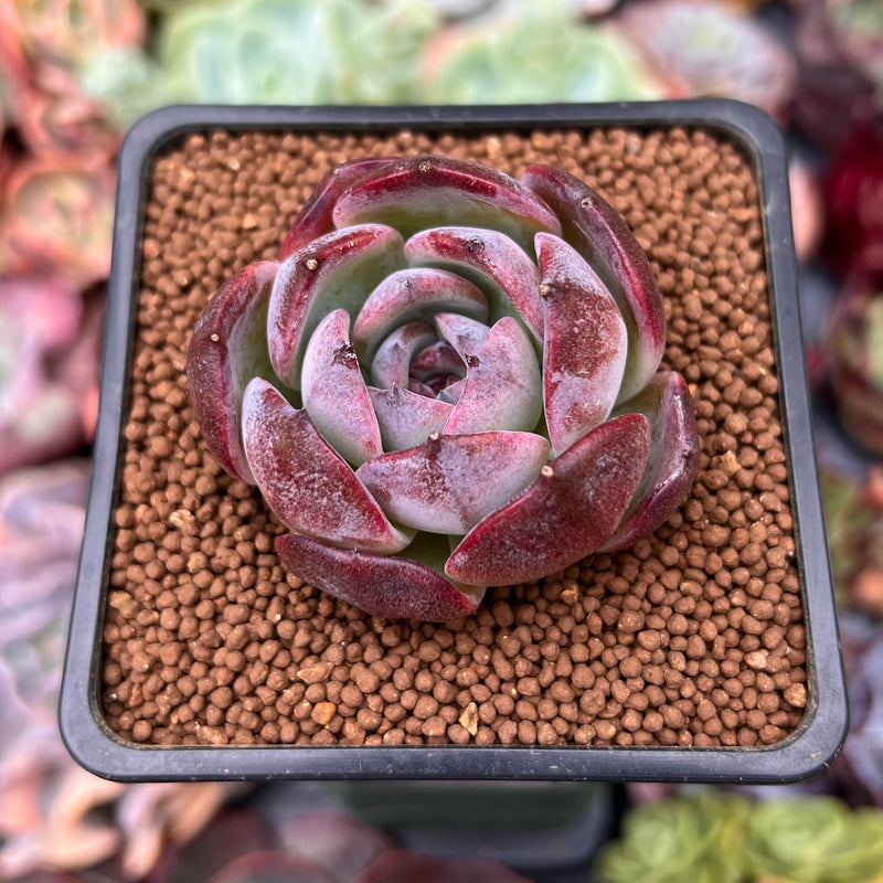 opal succulent plant Echeveria 'Dark Opal' 1" Succulent Plant – True Succulents Plant Co