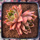 Echeveria Agavoides 'Sarabony' 3" Cluster (Seed Grown) Succulent Plant