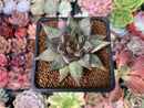 Echeveria 'Purpusorum' White Form 2" Succulent Plant