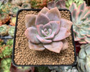 Echeveria 'La Bamba' 2" Powdery Succulent Plant