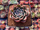 Echeveria 'White Champaign' 3" Succulent Plant