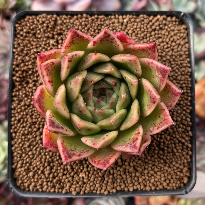 Echeveria Agavoides 'Elizabeth' 2"-3" Succulent Plant