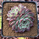 Echeveria 'Sarahime' Hybrid 2" Cluster Succulent Plant