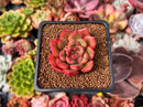 Echeveria 'Primiere' 1" Succulent Plant