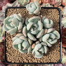 Echeveria 'Polar Bear' 3" Cluster Succulent Plant
