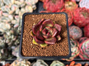 Echeveria 'Cherry Bomb' 2" New Seed Grown Hybrid Succulent Plant