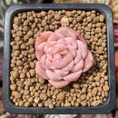 Echeveria sp. 1" Succulent Plant