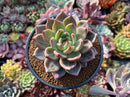 Echeveria 'Luna Solar' 4" New Hybrid Succulent Plant