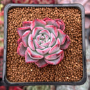 Echeveria 'Black Swan' 1" Succulent Plant