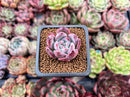 Echeveria 'Coloseum' 1" Small Succulent Plant