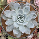 Echeveria 'Cream Sun' 5" (Not E. Ivory) Powdery Succulent Plant