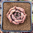 Echeveria 'Lilacina' x 'Rubin' Hybrid 1" New Hybrid Succulent Plant