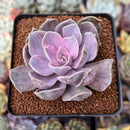 Echeveria 'Perle von Nurnberg' Variegated 2"-3" Succulent Plant