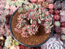 Echeveria 'Jullia' Crested 4" Succulent Plant