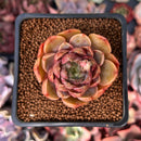 Echeveria 'Lucidium Roman' 2" Succulent Plant