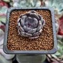 Echeveria 'Black Pearl' 1" New Hybrid Succulent Plant