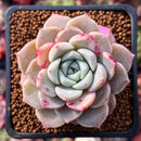 Echeveria 'Pink Spot' 2" Succulent Plant