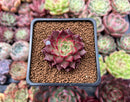Echeveria 'Shani' 1" Succulent Plant