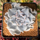 Echeveria 'Crispate Beauty' 2" Powdery Succulent Plant