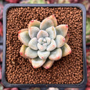 Echeveria 'Milk Tea' 1" Succulent Plant