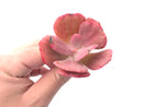 Echeveria ‘Dream and Phantasm’ 3” Rare Succulent Plant