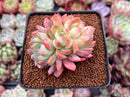 Echeveria 'Starmark' 2"-3" Succulent Plant
