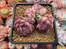 Echeveria 'Segridpeach' 3" Succulent Plant