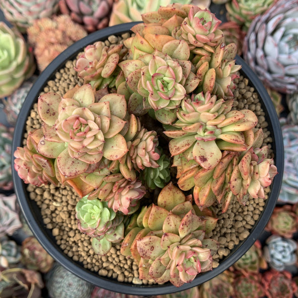 Sedeveria 'Rolly' 5" Cluster Large Succulent Plant