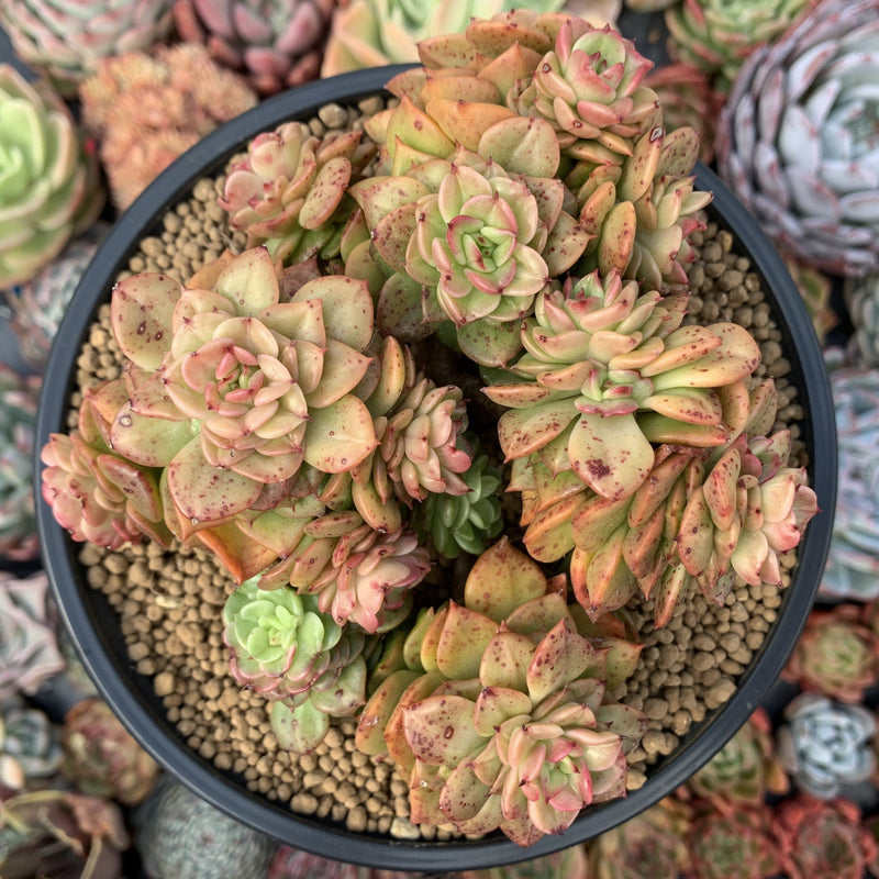 echeveria rolly cluster succulent plant Sedeveria 'Rolly' 5" Cluster Large Succulent Plant