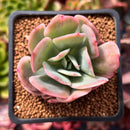 Echeveria 'Luella'Variegated 2" Succulent Plant