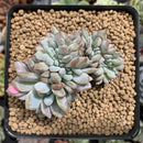 Echeveria 'Hosikage' Crested 3" Succulent Plant