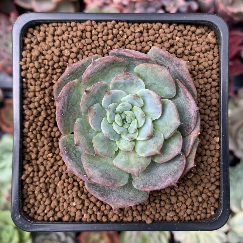succulent sunset Echeveria 'Red sunset' 2" Succulent Plant