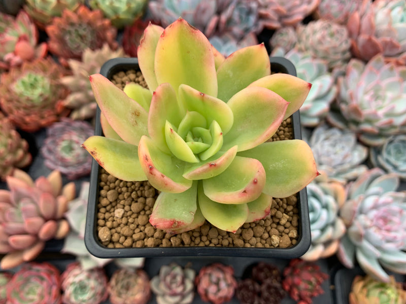 Echeveria 'Golden Glow' Variegated 4
