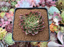 Echeveria Agavoides 'Red Bow' 2" Succulent Plant