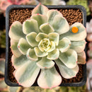 Echeveria 'Compton Carousel' 2" Succulent Plant