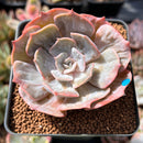 Echeveria 'Lilacina' Marble Variegated 2"-3" Succulent Plant