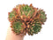 Echeveria Agavoides 'Black Tip' Large Cluster 8" Succulent Plant