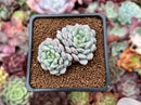 Echeveria 'Pearl Bean' 1" Cluster New Hybrid Succulent Plant