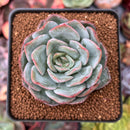 Echeveria 'Paul Shay' 2" Succulent Plant